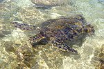 Regelmäßige Besucher an Hawaiianischen Stränden: Diverse Wasser-Schildkröten, "Honu" genannt